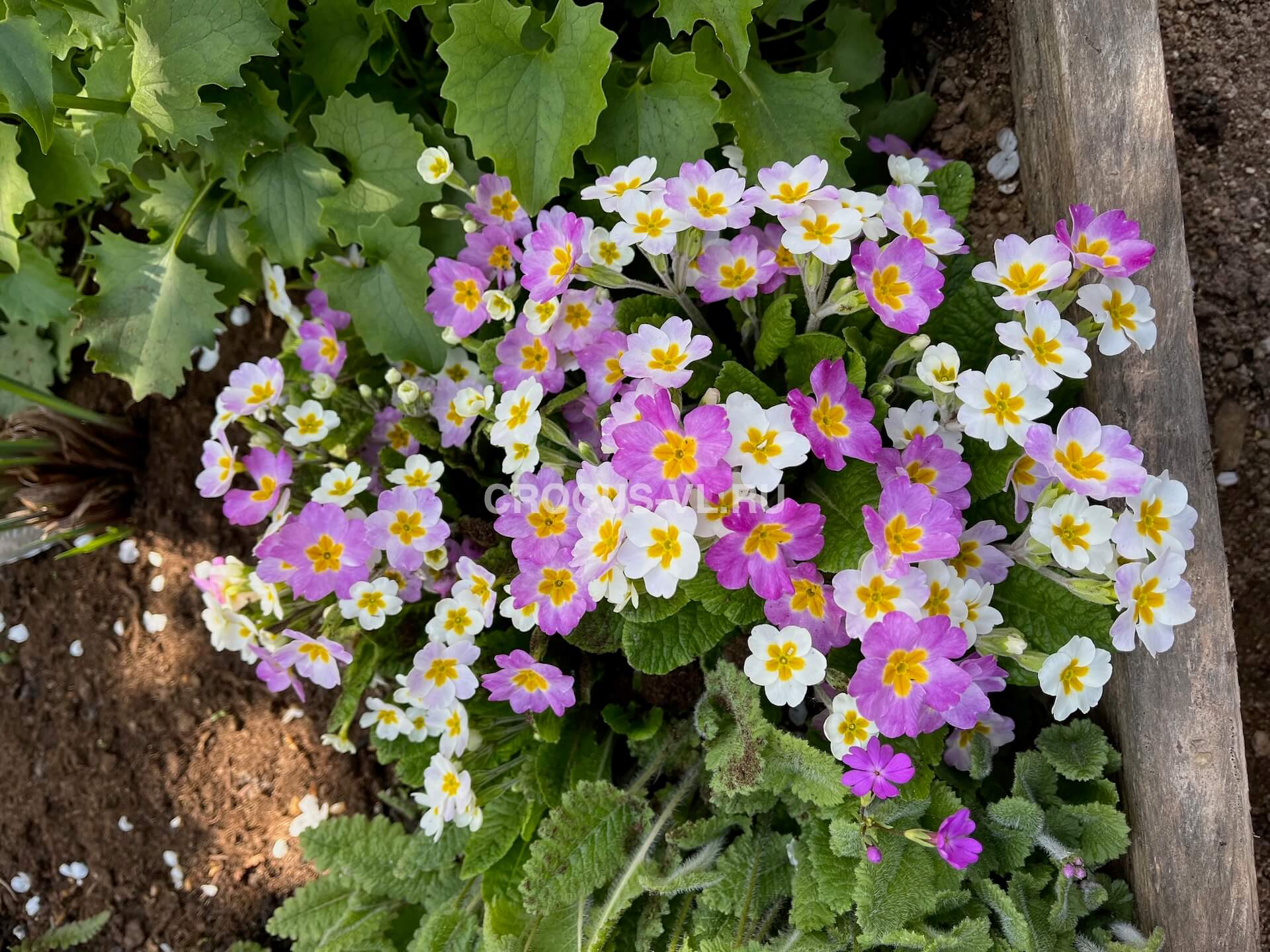 Примула высокая «Хамелеон Вишня со Сливками» Примула высокая «Хамелеон Вишня со Сливками»